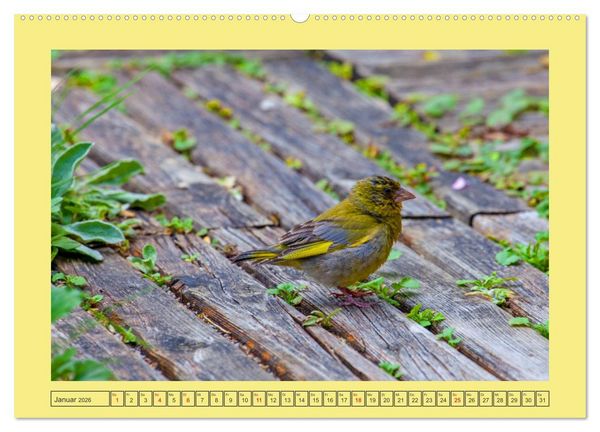 Produktbild: Wir sind die Stars im Garten (Wandkalender 2026 DIN A2 quer), CALVENDO Monatskalender