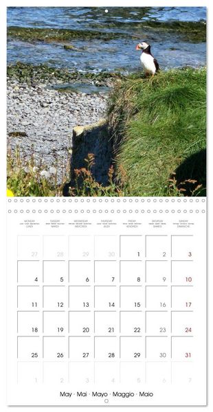 Produktbild: Puffin Pals (Wall Calendar 2026 12 &times; 12 Inch) CALVENDO 12 Month Wall Calendar