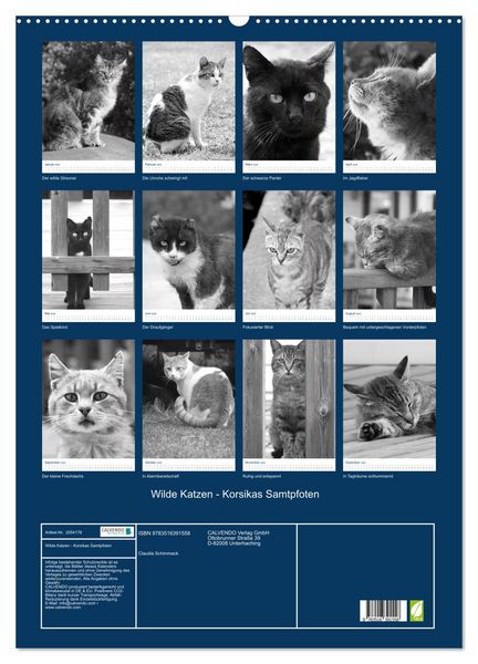 Produktbild: Wilde Katzen - Korsikas Samtpfoten (Wandkalender 2026 DIN A2 hoch), CALVENDO Monatskalender