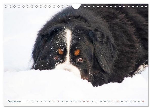 Produktbild: Berner Sennenhund - Ein Traum auf vier Pfoten (Wandkalender 2026 DIN A4 quer), CALVENDO Monatskalender