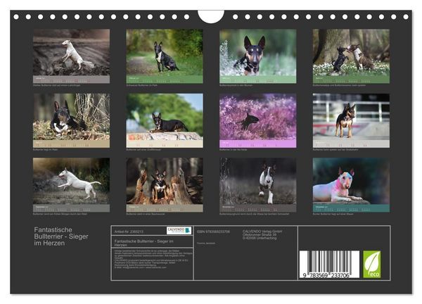 Produktbild: Fantastische Bullterrier - Sieger im Herzen (Wandkalender 2027 DIN A4 quer), CALVENDO Monatskalender