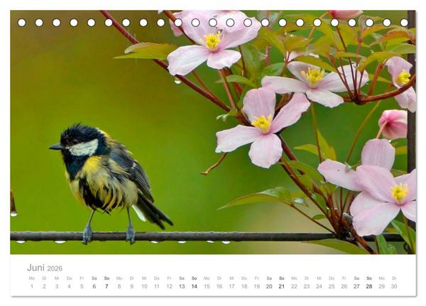 Produktbild: V&ouml;gel in unseren G&auml;rten 2026 (Tischkalender 2026 DIN A5 quer), CALVENDO Monatskalender