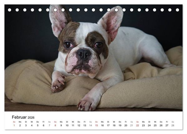 Produktbild: Mein Hundekalender 2026 (Tischkalender 2026 DIN A5 quer), CALVENDO Monatskalender