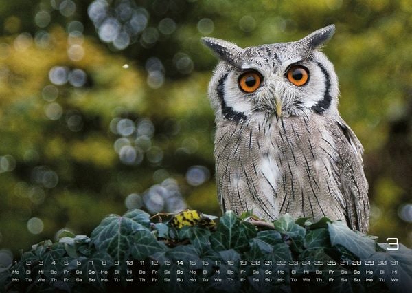 Produktbild: Eulen - W&auml;chter der Nacht - 2027 - Kalender DIN A3