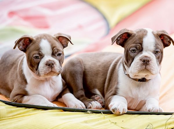 Produktbild: Colored Boston Terrier Geschwister Red/White (Puzzle)