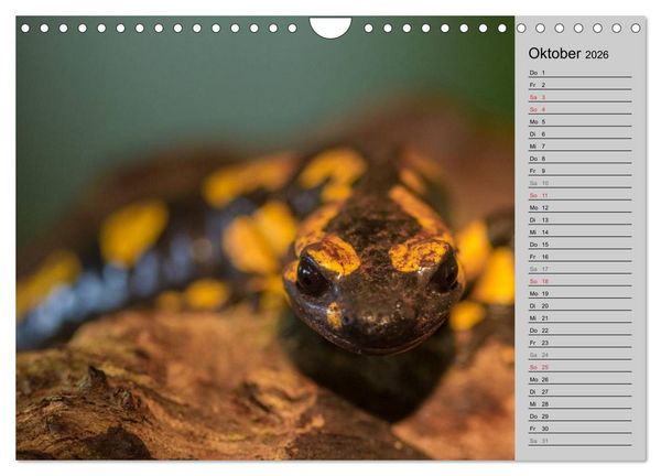 Produktbild: Salamander und Co. (Wandkalender 2026 DIN A4 quer), CALVENDO Monatskalender