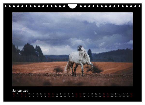 Produktbild: Die Faszinierende Welt der Pferde (Wandkalender 2026 DIN A4 quer), CALVENDO Monatskalender