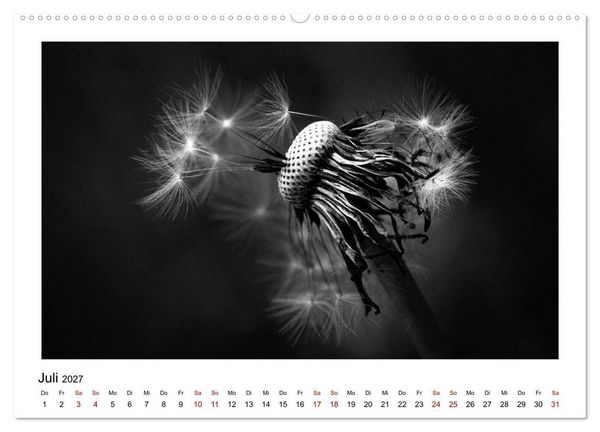 Produktbild: Die grafische Sch&ouml;nheit der Pflanzen &ndash; Schwarz-Wei&szlig; (Wandkalender 2027 DIN A2 quer), CALVENDO Monatskalender