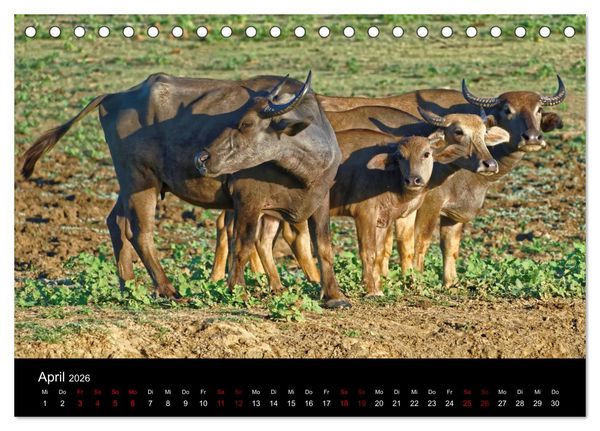 Produktbild: Sri Lanka - Tierische Momente (Tischkalender 2026 DIN A5 quer), CALVENDO Monatskalender