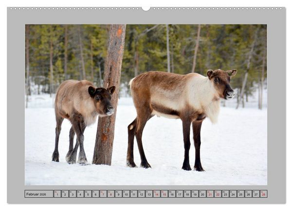 Produktbild: Rentiere im Hohen Norden (hochwertiger Premium Wandkalender 2026 DIN A2 quer), Kunstdruck in Hochglanz