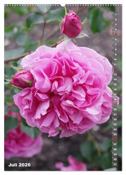 Produktbild: Sch&ouml;nste Rosen (Wandkalender 2026 DIN A2 hoch), CALVENDO Monatskalender
