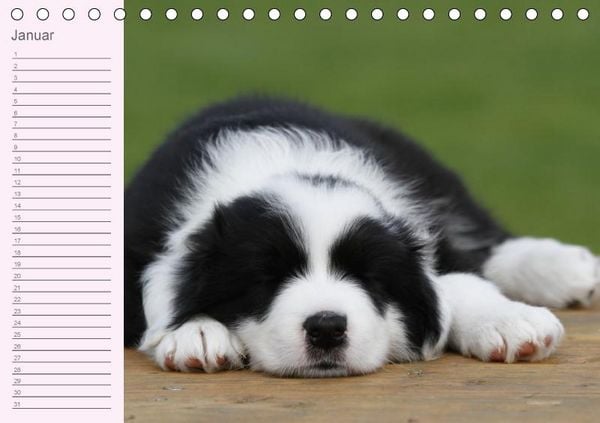 Produktbild: Border Collie-Welpen Geburtstagskalender (Tischkalender immerw&auml;hrend DIN A5 quer)