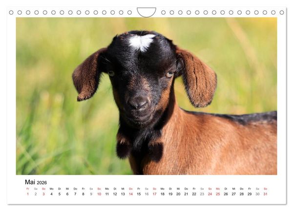 Produktbild: Wer zickt denn da? - Zicklein-Edition (Wandkalender 2026 DIN A4 quer), CALVENDO Monatskalender