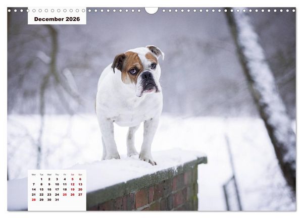 Produktbild: English Bulldog (Wall Calendar 2026 DIN A3 landscape), CALVENDO 12 Month Wall Calendar