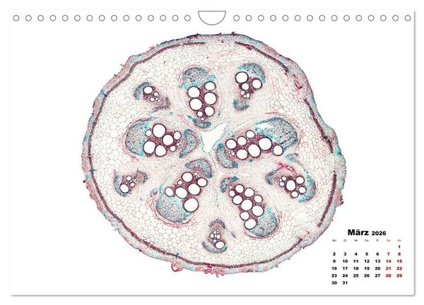 Produktbild: Pflanzen unter dem Mikroskop (Wandkalender 2026 DIN A4 quer), CALVENDO Monatskalender