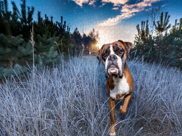 Produktbild: CALVENDO Puzzle Frostiger Sonnenaufgang | 1000 Teile Lege-Gr&ouml;&szlig;e 64x48cm Foto-Puzzle f&uuml;r gl&uuml;ckliche Stunden