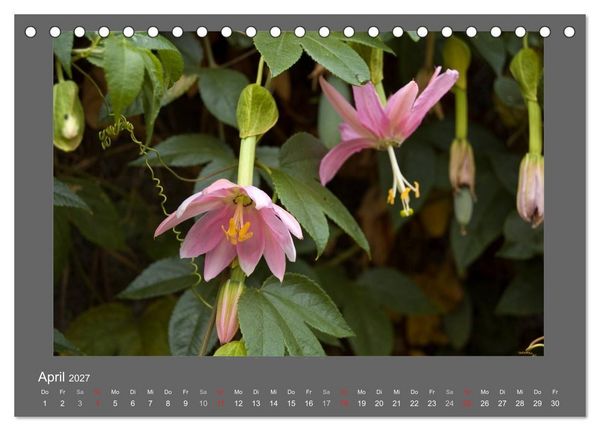 Produktbild: Madeiras Blumenwelt (Tischkalender 2027 DIN A5 quer), CALVENDO Monatskalender