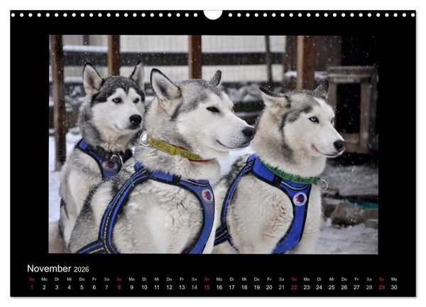 Produktbild: Husky-Kalender (Wandkalender 2026 DIN A3 quer), CALVENDO Monatskalender