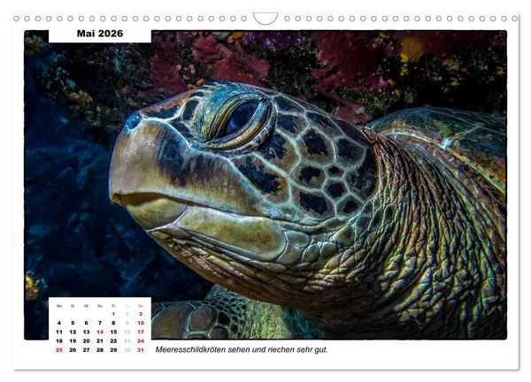 Produktbild: Meeresschildkr&ouml;ten, die Nomaden der Meere (Wandkalender 2026 DIN A3 quer), CALVENDO Monatskalender