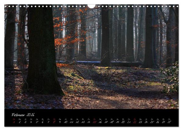 Produktbild: Wald (Wandkalender 2026 DIN A3 quer), CALVENDO Monatskalender