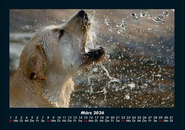 Produktbild: Hundezauber 2026 Fotokalender DIN A4