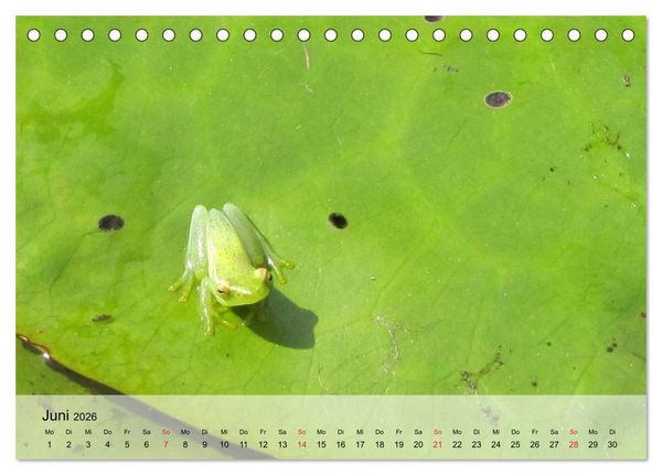 Produktbild: Frosch m&uuml;sste man sein! (Tischkalender 2026 DIN A5 quer), CALVENDO Monatskalender
