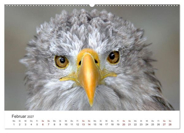 Produktbild: GREIFVOGEL- UND EULENPORTR&Auml;TS (hochwertiger Premium Wandkalender 2027 DIN A2 quer), Kunstdruck in Hochglanz