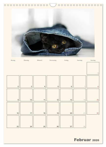 Produktbild: Schmusige Britisch Kurzhaar (Wandkalender 2026 DIN A3 hoch), CALVENDO Monatskalender