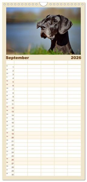 Produktbild: Familienplaner 2026 - Deutsche Doggen / Geburtstagskalender mit 5 Spalten (Wandkalender, 21 x 45 cm) CALVENDO