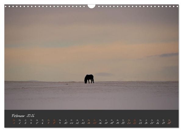 Produktbild: Islandpferde im Isi-Land (Wandkalender 2026 DIN A3 quer), CALVENDO Monatskalender
