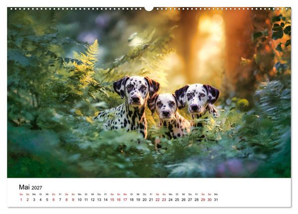 Produktbild: Dalmatiner - Mehr als nur Punkte! (Wandkalender 2027 DIN A2 quer), CALVENDO Monatskalender
