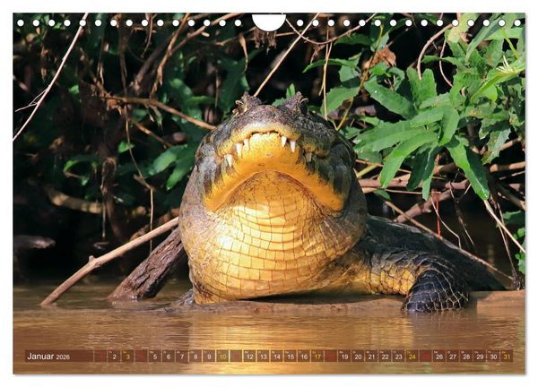 Produktbild: Krokodile in der Wildnis (Wandkalender 2026 DIN A4 quer), CALVENDO Monatskalender