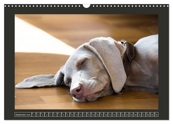 Produktbild: Weimaraner - Ein Welpenjahr (Wandkalender 2026 DIN A3 quer), CALVENDO Monatskalender