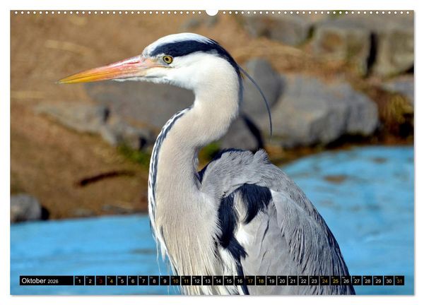 Produktbild: V&ouml;gel im Fokus - Ausdrucksstarke Vielfalt in der Vogelwelt (hochwertiger Premium Wandkalender 2026 DIN A2 quer), Kunstdruck in Hochglanz