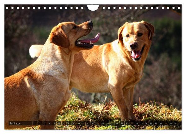 Produktbild: Labrador Retriever - Jagdhund mit Charme (Wandkalender 2026 DIN A4 quer), CALVENDO Monatskalender