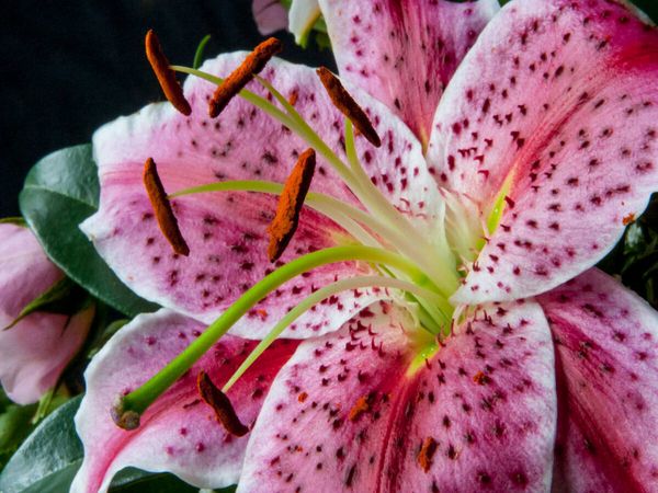 Produktbild: CALVENDO Puzzle Kalanchoe | 1000 Teile Lege-Gr&ouml;&szlig;e 64x48cm Foto-Puzzle f&uuml;r gl&uuml;ckliche Stunden