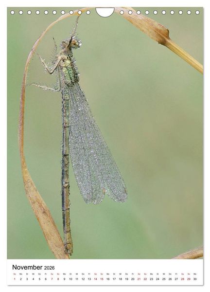 Produktbild: Insekten,Sch&ouml;nheiten der Natur (Wandkalender 2026 DIN A4 hoch), CALVENDO Monatskalender