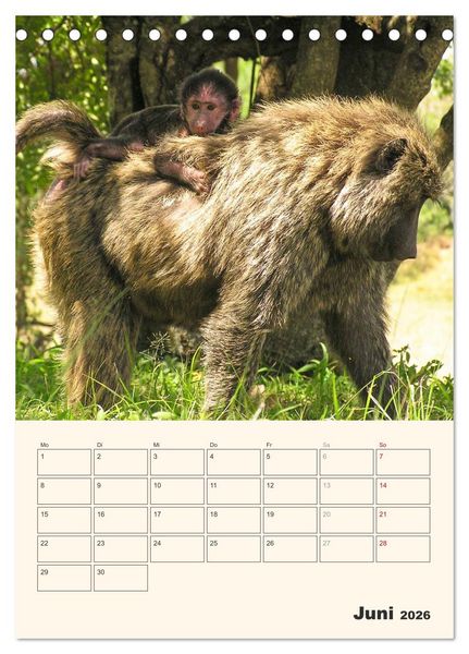 Produktbild: Kenia &ndash; Terminplaner (Tischkalender 2026 DIN A5 hoch), CALVENDO Monatskalender