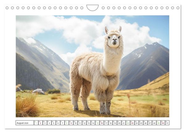Produktbild: Die Welt der Alpakas (Wandkalender 2026 DIN A4 quer), CALVENDO Monatskalender