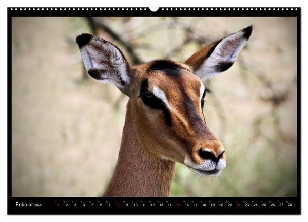 Produktbild: S&Uuml;DAFRIKA Augenblicke (Wandkalender 2026 DIN A2 quer), CALVENDO Monatskalender