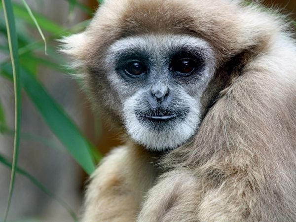 Produktbild: CALVENDO Puzzle Wei&szlig;handgibbon | 1000 Teile Lege-Gr&ouml;&szlig;e 64x48cm Foto-Puzzle f&uuml;r gl&uuml;ckliche Stunden