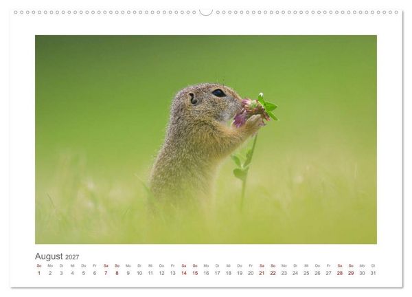 Produktbild: Lustige Zieselbabys (Wandkalender 2027 DIN A2 quer), CALVENDO Monatskalender