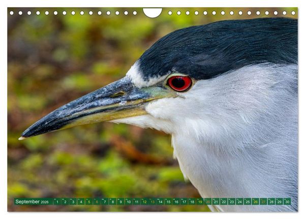 Produktbild: Gr&uuml;nreiher - Krabbenreiher - Nachtreiher (Wandkalender 2026 DIN A4 quer), CALVENDO Monatskalender