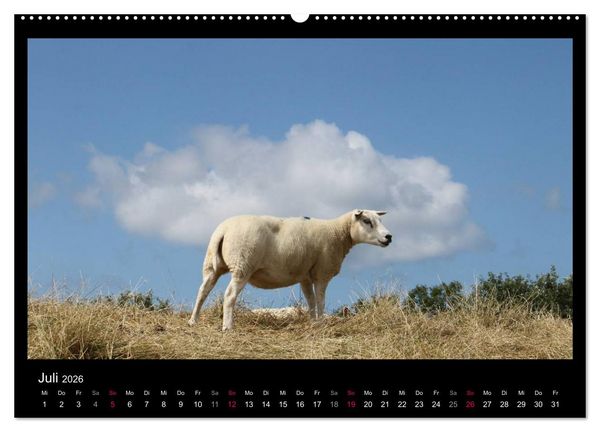 Produktbild: Texel, eine Perle Hollands (Wandkalender 2026 DIN A2 quer), CALVENDO Monatskalender