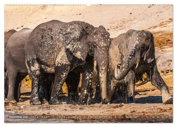 Produktbild: Elefanten in Afrika - Die mit den gro&szlig;en Ohren (hochwertiger Premium Wandkalender 2026 DIN A2 quer), Kunstdruck in Hochglanz