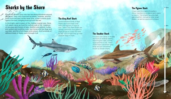 Produktbild: The World of Sharks