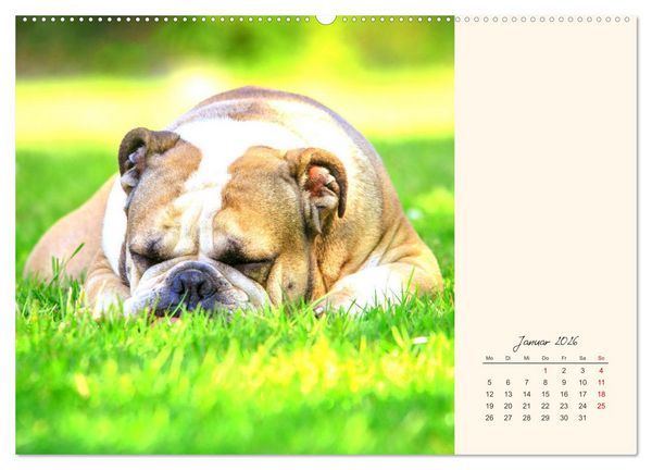 Produktbild: Dicke Freunde. Englische Bulldoggen (Wandkalender 2026 DIN A2 quer), CALVENDO Monatskalender