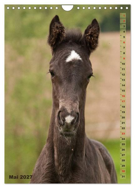Produktbild: Fohlen im Portr&auml;t (Wandkalender 2027 DIN A4 hoch), CALVENDO Monatskalender