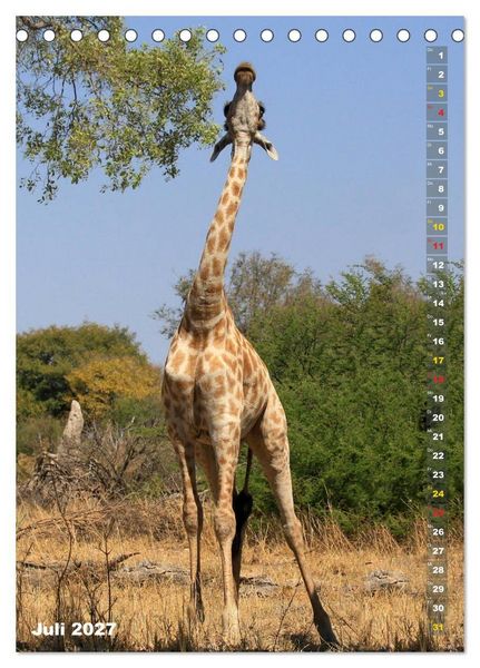 Produktbild: Giraffen - Anmut und Sanftheit (Tischkalender 2027 DIN A5 hoch), CALVENDO Monatskalender