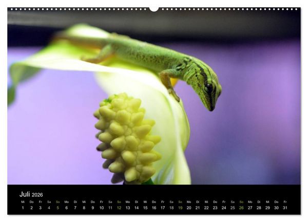 Produktbild: Reptilien (hochwertiger Premium Wandkalender 2026 DIN A2 quer), Kunstdruck in Hochglanz